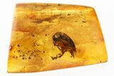 Large Fossil Tumbling Flower Beetle (Mordellidae) in Baltic Amber #310855-1